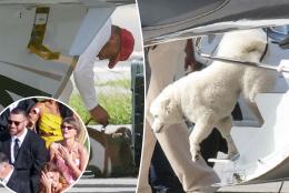 Taylor Swift and Travis Kelce’s mystery dog makes big debut in Florida