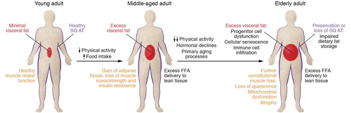 JCI - Metabolic changes in aging humans: current evidence and therapeutic strategies